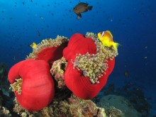 Anemona City Marsa Shagra