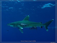 Oceanic whitetip