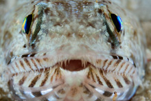 Gyíkhal - Sudan [Selmeczi Dániel]