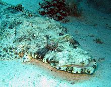 egyiptom marsa shagra búvár krokodilhal