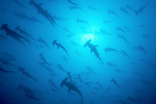 hammerhead shark school
