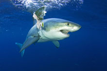 Great White Shark / Nagy fehércápa - Selmeczi Dániel