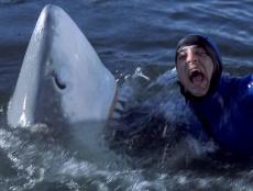 Shark Attack 2