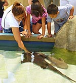 macskacápa-simogató