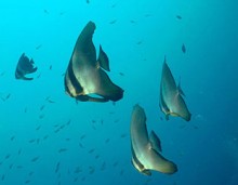 Sri Lanka búvárkodás