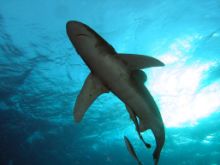 egyiptom búvár cápa