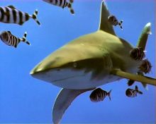 egyiptom búvár cápa