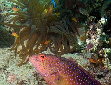 Taba búvárkodás (C) VasMacska