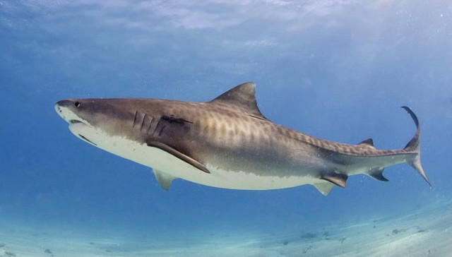 foto: surfnewsnetwork.com