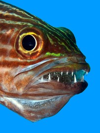 Legjöbb kompakt felvétel