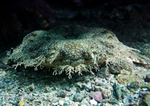 Wobbegong shark