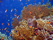 egyiptom marsa shagra búvár