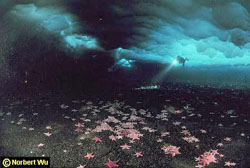 (c) Norbert Wu - Antarktisz