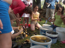 Kagylók csoportosítása