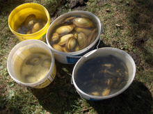 Kagylók szállításra várnak