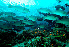 From Flickr by JennyHuang