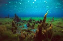 Moszatország (C) Násfay Béla