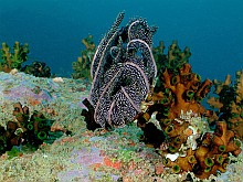 Sri Lanka búvárkodás