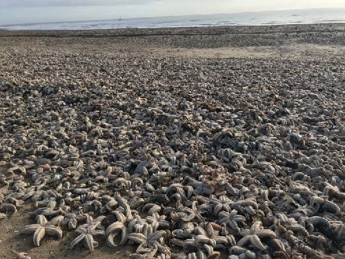 Picture: Laura Maiklem/SWNS