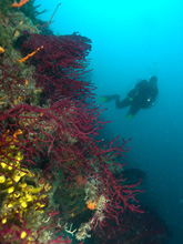 Vörös gorgónia 40 méter körül