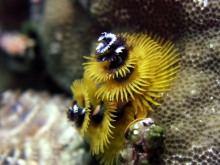 Wakatobi karácsonyfaféreg