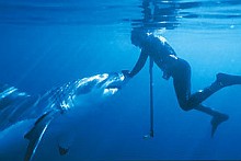 Búvár és nagy fehér cápa (C) Ralf Kiefner