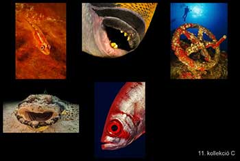 Győztes kompakt kollekció