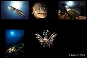 A legjobb kollekció