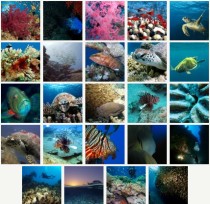 divecenter.hu fotós verseny