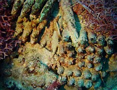 Forrás: www.diveshow.com.au