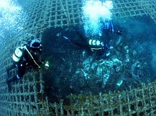 (C) Neil Hope / divingimages.co.uk