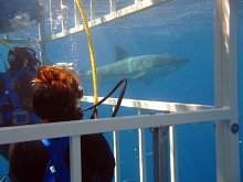 Gőgh Szilvia fehér cápával